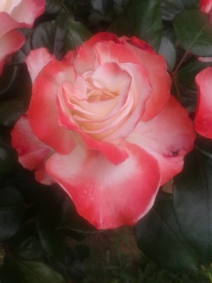 ruža lásky
